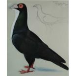 Charles Frederick Tunnicliffe OBE RA (1901-1979) Carrier Pigeon