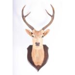 Taxidermy: an Edwardian mounted Sitka deer (stag) head by H.Murray of Carnforth