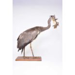 Taxidermy: a standing Grey Heron (Ardea cinerea)