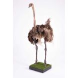 Taxidermy: a standing female Common Ostrich (Struthio camelus)