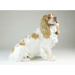 A Meissen porcelain model of a cocker spaniel after Erich Hosel (1869-1953)