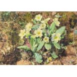 William Henry Hunt, OWS (British, 1790-1864), 'A Bank of Primroses', watercolour