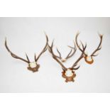Three mounted stag antlers together with an unmounted antler
