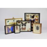 A small of collection of insect specimens to glazed boxes