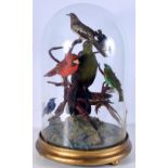 A cased taxidermy of a collection of exotic birds 52 x 32 x 32 cm