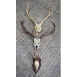 A large pair of Deer's antlers together with a smaller antler 80 x 80cm (3)