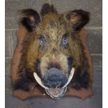 A large taxidermy boars head mounted on a wooden plaque probably French 58 x 52 x 66 cm.