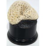 A mounted brain coral specimen 12 x 9 cm.