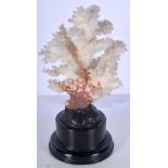 A mounted coral specimen 19 x 12 cm.