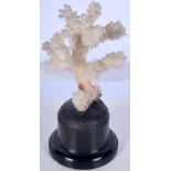 A mounted coral specimen 12 x 6 cm.