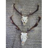 A large pair of Deer's antlers 84 x 80cm (2)