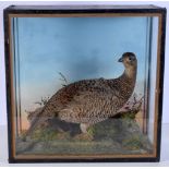 A cased taxidermy of a Grouse 46 x 46 x 19 cm.