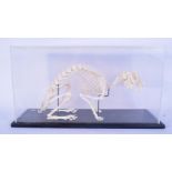 A cased educational plastic model of a rabbit 26 x 51cm