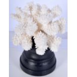 A mounted coral specimen cm. 13 x 11cm.