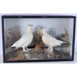 A cased taxidermy of a pair of Ptarmigan 46 x 71 x 19cm.