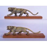 A PAIR OF 19TH CENTURY MIDDLE EASTERN CARVED RHINOCEROS HORN LIONS modelled upon wood plinths. 24 cm