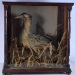 A large cased 19th century taxidermy of a Bittern 67 x 64 x 30 cm