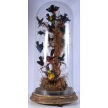 A large 19th Century cased taxidermy of exotic birds 92 x 40 x 40 cm