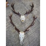 A large pair of Deer's antlers 95 x 85cm (2)