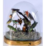 A cased taxidermy of a collection of exotic birds 47 x 42 x 27 cm