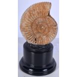 A mounted Ammonite specimen 13 x 8cm.