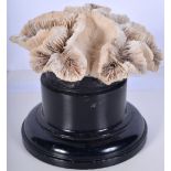 A large mounted coral specimen 14 x 14 cm