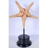 A mounted Starfish specimen 38 x 25 cm.