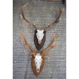 A large pair of mounted Deer's antlers 90 x 90cm (2)