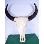 A buffalo skull with horns 80 x 73 cm .
