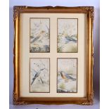 Indian School (C1910) 4 x Ivory miniatures, study of birds. 27 cm x 21 cm.