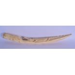 A LONG 19TH CENTURY AFRICAN CARVED IVORY CROCODILE TUSK of naturalistic form. 44 cm long.