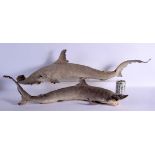 TWO EDWARDIAN TAXIDERMY SHARKS. Largest 85 cm long. (2)