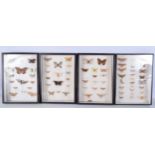 A collection of Butterflies and moths taxidermy in glass fronted display cases 38 x 28 cm (4)