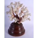 A TAXIDERMY CORAL SPECIMAN. 21 cm high.