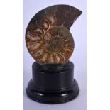 AN AMMONITE SPECIMAN. 11 cm high.