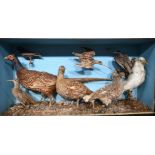 A cased hinged and glass fronted display cabinet taxidermy bird and weasel 47 x 96 x 23 cm.