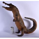 AN EDWARDIAN TAXIDERMY ALLIGATOR SPECIMAN. 52 cm high.