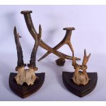 AN UNUSUAL ANTIQUE STAG ANTLER CANDLESTICK together with two deer skull trophies. Largest 22 cm x 20