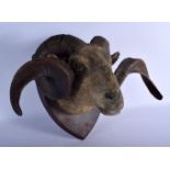 A LARGE VICTORIAN RAMS HEAD TAXIDERMY probably by Rowland Ward. 50 cm x 40 cm.