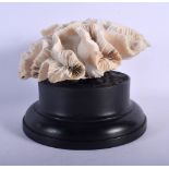 A VINTAGE CORAL TAXIDERMY SPECIMAN. 10 cm x 10 cm.