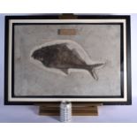 A LARGE EARLY FOSSILSED FRAMED FISH upon a polished stand. 76 cm x 57 cm.