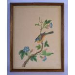 Indian School (C1900) Watercolour, Bird upon a branch. 40 cm x 28 cm.