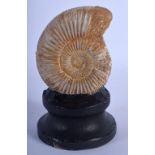 A FOSSILISED AMMONITE SPECIMAN. 12 cm x 7 cm.