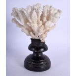 A CORAL SPECIMAN. 17 cm x 13 cm.