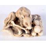 A FINE 19TH CENTURY JAPANESE MEIJI PERIOD CARVED IVORY RAT NETSUKE modelled holding fruiting pods. 5