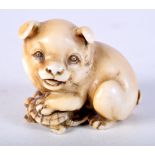 A 19TH CENTURY JAPANESE MEIJI PERIOD CARVED IVORY NETSUKE modelled as a puppy upon a tortoise. 4 cm