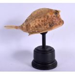 A BOX FISH SPECIMAN. 15 cm high.