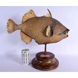 A VERY LARGE TAXIDERMY TRIGGER FISH SPECIMAN. 44 cm x 40 cm.