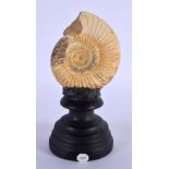 AN AMMONITE SPECIMAN No 206. 14 cm high.