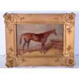 Framed oil on board of the horse Blair Athol Winner of the Derby 1864. 16 x 24 cm